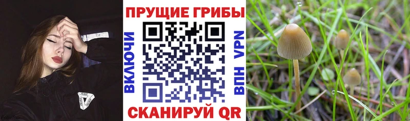 даркнет сайт  Рубцовск  Псилоцибиновые грибы мицелий 